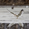 Ring-billed gulls hunt for fish as the lake begins to thaw at the Oxbow nature conservancy in Lawrenceburg, Indiana, USA